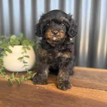 Load image into Gallery viewer, NICO - Male Toy Cavoodle - Ready 9 Jan