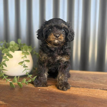 Load image into Gallery viewer, NICO - Male Toy Cavoodle - Ready 9 Jan
