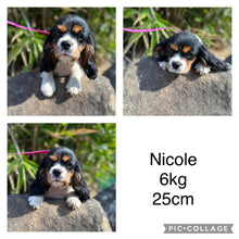 Load image into Gallery viewer, NORMAN - Male Toy Cavoodle - Ready 25th Nov