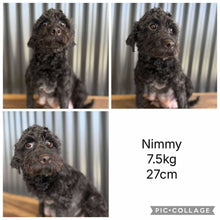 Load image into Gallery viewer, NOVA - Female Toy Spoodle - Ready 8th Dec