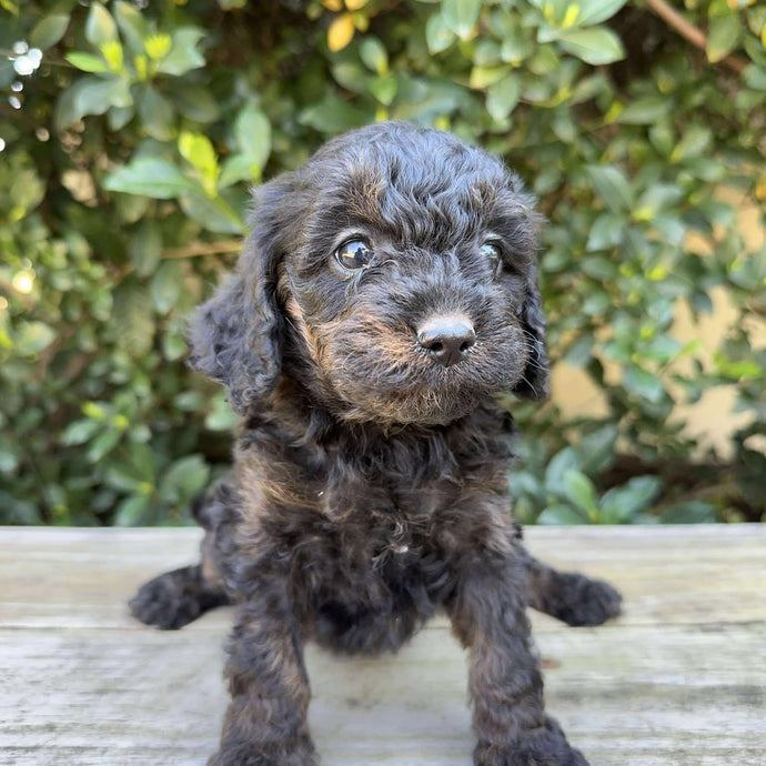 NINA - Female Toy Cavoodle - Ready 19th Sept