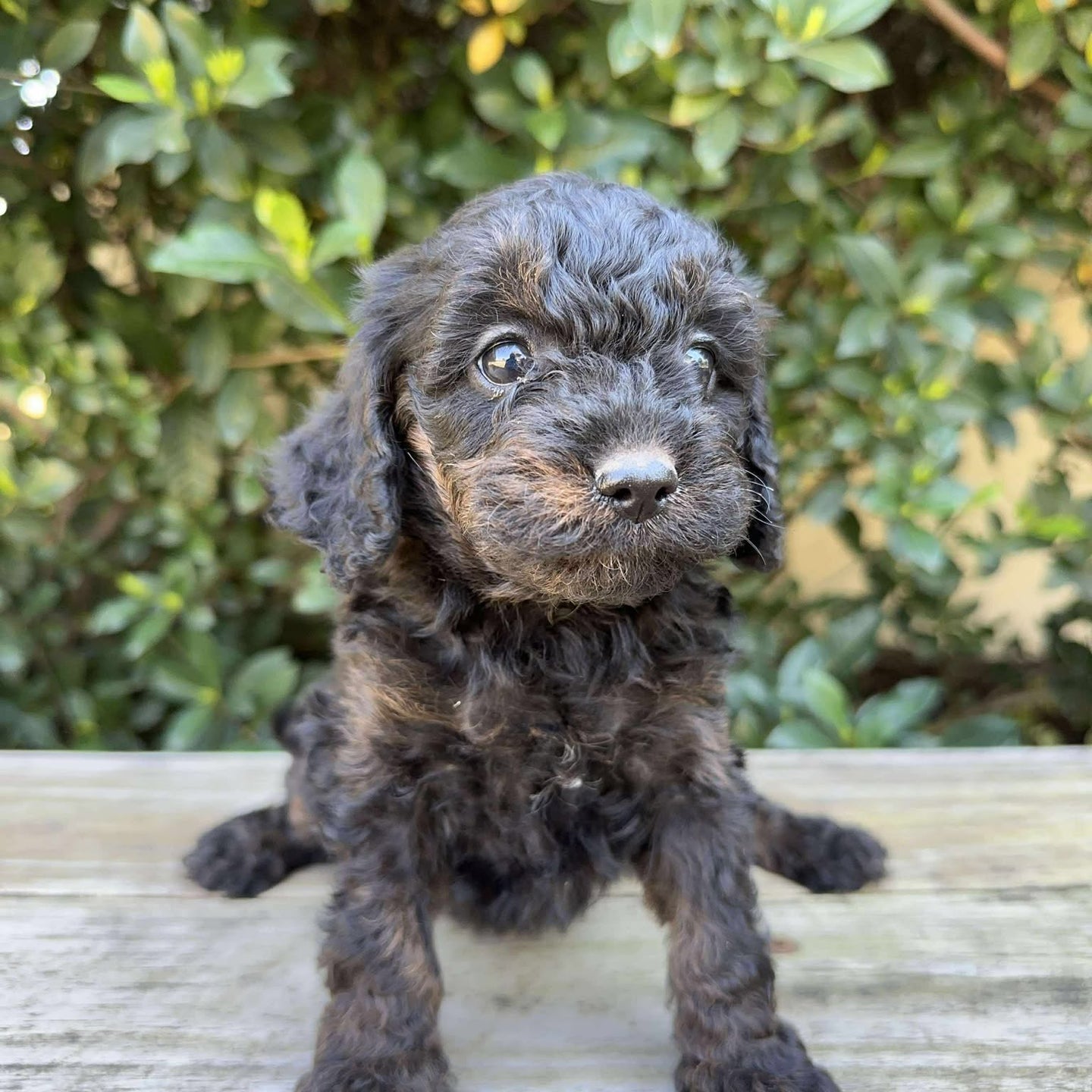 NINA - Female Toy Cavoodle - Ready 19th Sept