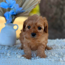 Load image into Gallery viewer, NINA - Female Toy Cavoodle - Ready 1st September