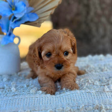Load image into Gallery viewer, NINA - Female Toy Cavoodle - Ready 1st September