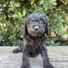 Load image into Gallery viewer, NINA - Female Toy Cavoodle - Ready 19th Sept