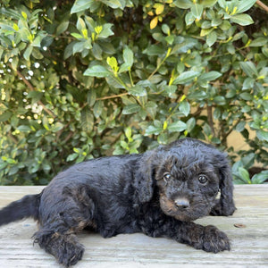 NINA - Female Toy Cavoodle - Ready 19th Sept