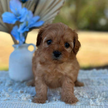 Load image into Gallery viewer, NINA - Female Toy Cavoodle - Ready 1st September