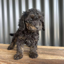 Load image into Gallery viewer, NINA - Female Toy Cavoodle - Ready Now