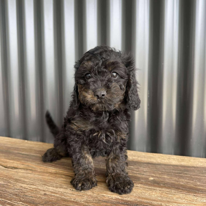 NINA - Female Toy Cavoodle - Ready Now