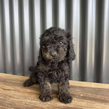 Load image into Gallery viewer, NINA - Female Toy Cavoodle - Ready Now