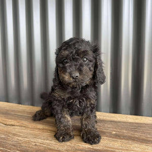 NINA - Female Toy Cavoodle - Ready Now