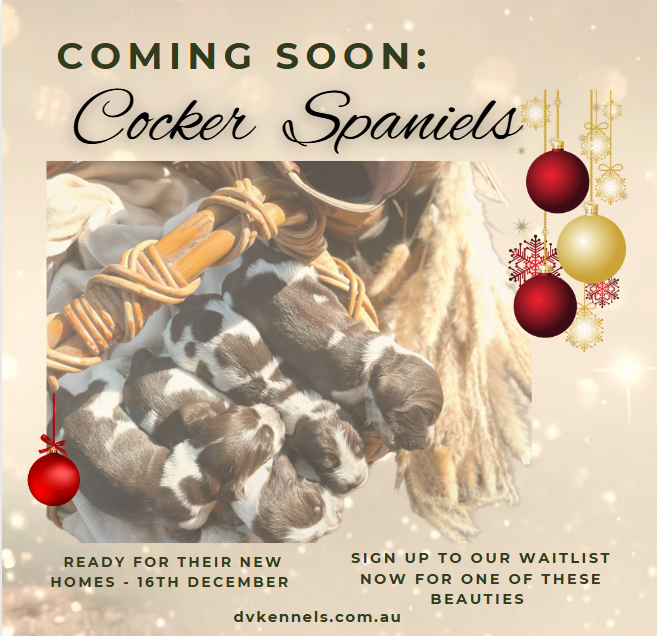 COCKER SPANIELS - COMING SOON - EXPECTED READY DATE - 16 DEC