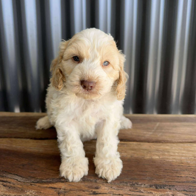 NOAH - Male Mini Spoodle - Ready 21st Aug