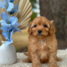 Load image into Gallery viewer, NOAH - Male Toy Cavoodle - Ready 1st September