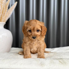 Load image into Gallery viewer, NOAH - Male Toy Cavoodle - Ready 1st Sept