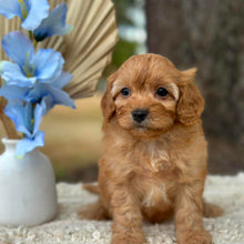 Load image into Gallery viewer, NOAH - Male Toy Cavoodle - Ready 1st September