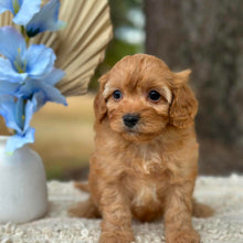 Load image into Gallery viewer, NOAH - Male Toy Cavoodle - Ready 1st September