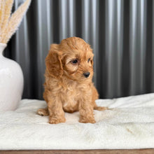 Load image into Gallery viewer, NOAH - Male Toy Cavoodle - Ready 1st Sept