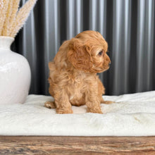 Load image into Gallery viewer, NOAH - Male Toy Cavoodle - Ready 1st Sept