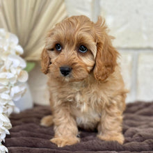 Load image into Gallery viewer, NOAH - Male Toy Cavoodle - Ready for Home NOW