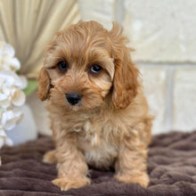 Load image into Gallery viewer, NOAH - Male Toy Cavoodle - Ready for Home NOW