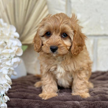 Load image into Gallery viewer, NOAH - Male Toy Cavoodle - Ready for Home NOW