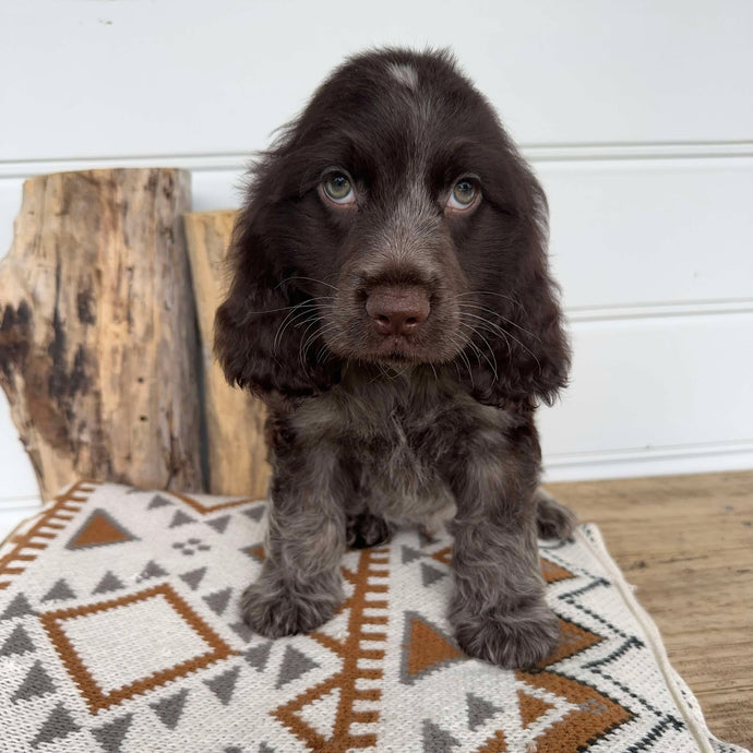 NODDY - Male Cocker Spaniel - Ready Now - Collection From 2nd JAN