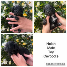 Load image into Gallery viewer, NOLAN - Male Toy Cavoodle - Ready 25 Nov