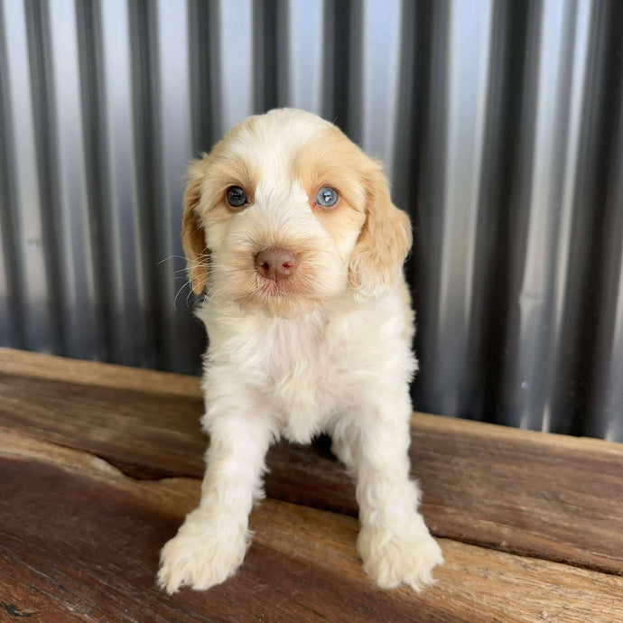 NOLAN - Male Mini Spoodle - Ready 21st Aug