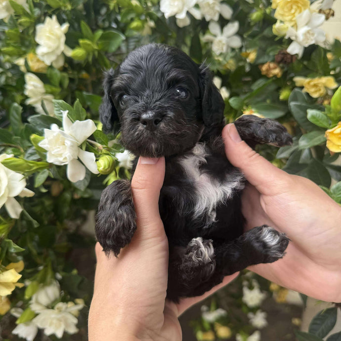 NOLAN - Male Toy Cavoodle - Ready 25 Nov