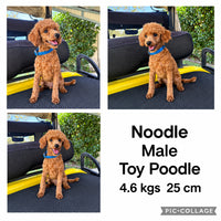 SAGE - Female Toy Cavoodle - Ready Now