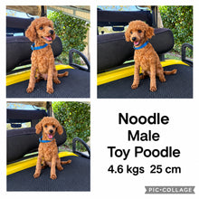 Load image into Gallery viewer, SKYE - Female Toy Cavoodle - 21st Oct