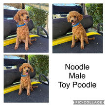 Load image into Gallery viewer, NINA - Female Toy Cavoodle - Ready 1st September