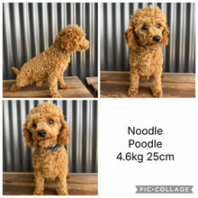 Load image into Gallery viewer, KENNY - Male Toy Cavoodle - Ready 10th Sept NOW