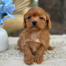 Load image into Gallery viewer, NORA - Female Toy Cavoodle - Ready 1st September
