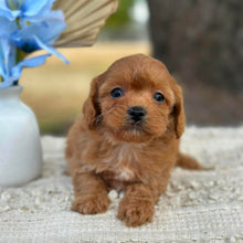 Load image into Gallery viewer, NORA - Female Toy Cavoodle - Ready 1st September