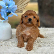 Load image into Gallery viewer, NORA - Female Toy Cavoodle - Ready 1st September