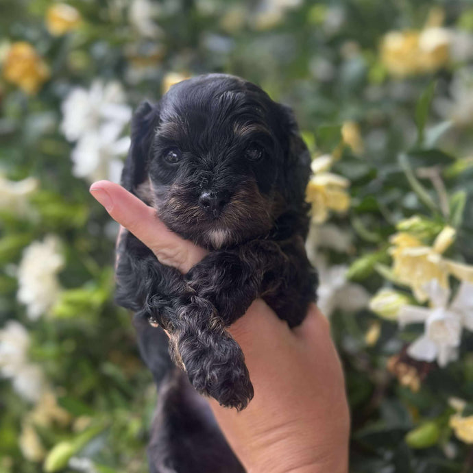 NORMAN - Male Toy Cavoodle - Ready 25th Nov