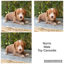 Load image into Gallery viewer, NORRIS - Male Toy Cavoodle - Ready 6th Jan