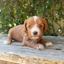 Load image into Gallery viewer, NORRIS - Male Toy Cavoodle - Ready 6th Jan