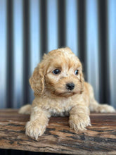 Load image into Gallery viewer, NOVA - Female Toy Spoodle - Ready 8th Dec