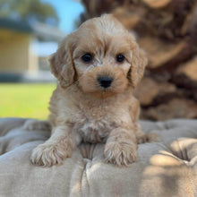 Load image into Gallery viewer, NOVA - Female Toy Spoodle - Ready 8th Dec