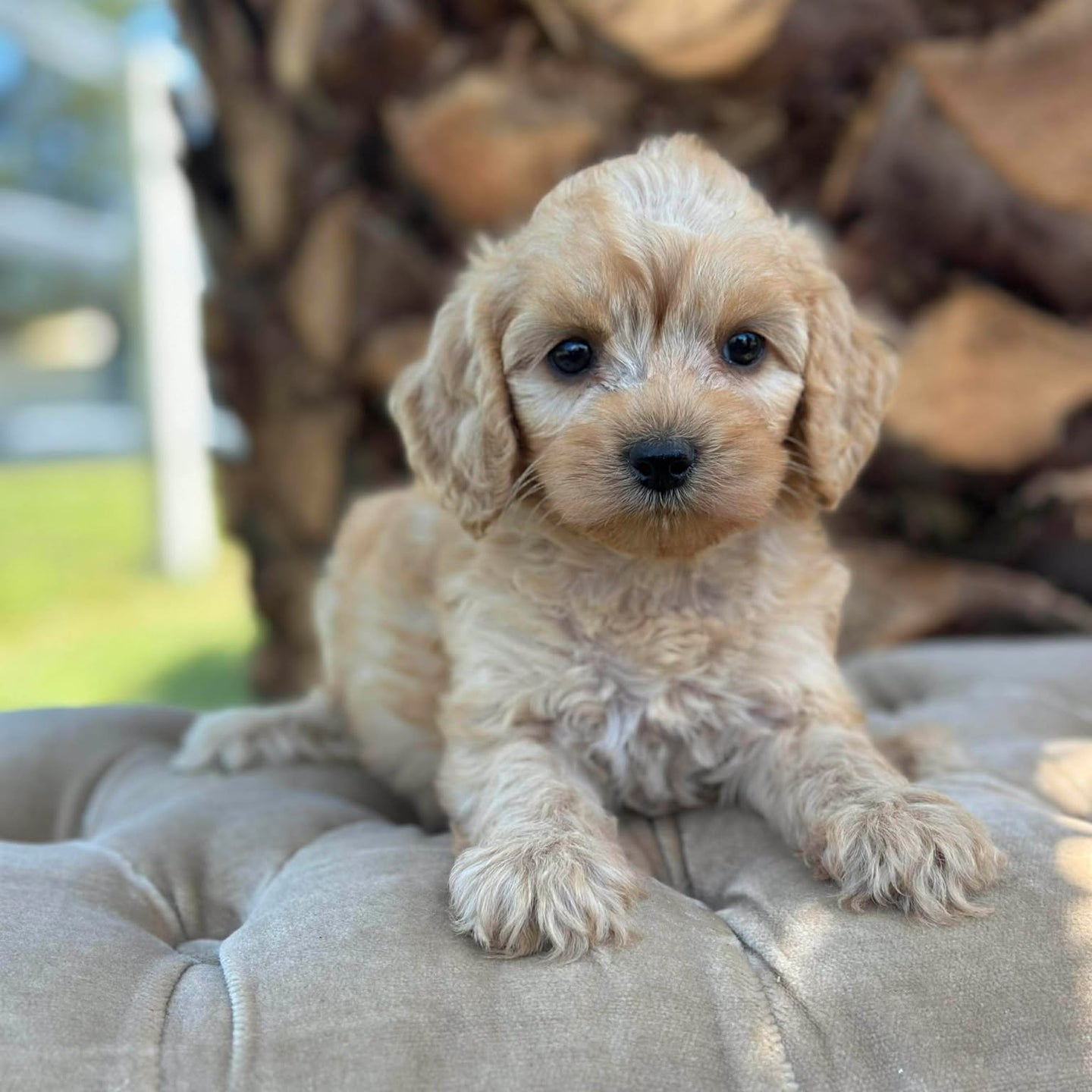 NOVA - Female Toy Spoodle - Ready 8th Dec