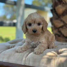 Load image into Gallery viewer, NOVA - Female Toy Spoodle - Ready 8th Dec