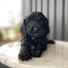 Load image into Gallery viewer, NOVA - Female Toy Cavoodle - Ready 28th July