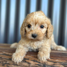 Load image into Gallery viewer, NOVA - Female Toy Spoodle - Ready 8th Dec