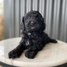 Load image into Gallery viewer, NOVA - Female Toy Cavoodle - Ready 28th July