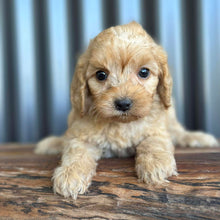 Load image into Gallery viewer, NOVA - Female Toy Spoodle - Ready 8th Dec