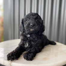 Load image into Gallery viewer, NOVA - Female Toy Cavoodle - Ready 28th July