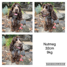 Load image into Gallery viewer, NELLY - Female Toy Spoodle - Ready 28th June